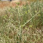 Scolymus maculatus