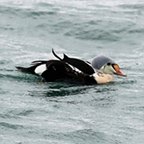 Somateria spectabilis