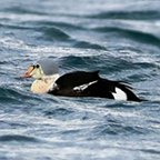 Somateria spectabilis