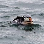 Somateria spectabilis