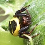 Synema globosum