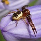 Synema globosum