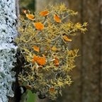 Teloschistes flavicans