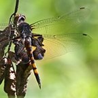 Tramea lacerata