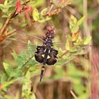Tramea lacerata