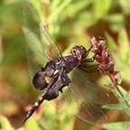 Tramea lacerata