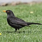 Turdus merula