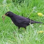 Turdus merula
