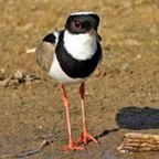 Vanellus cayanus