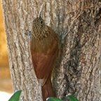 Xiphorhynchus guttatus