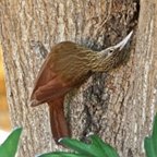 Xiphorhynchus guttatus