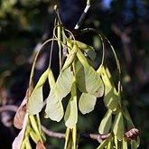 Acer negundo