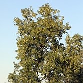 Acer negundo