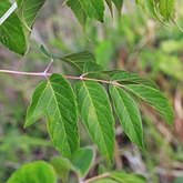Acer negundo