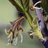 Acer negundo