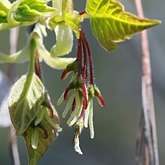 Acer negundo