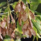 Acer negundo