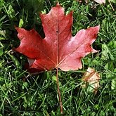 Acer saccharum