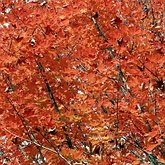 Acer saccharum