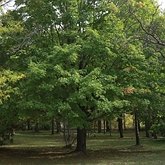Acer saccharum