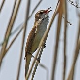 Aves Passeriformes - Acrocephalidae