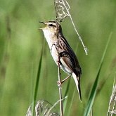 Birds Passeriformes - Acrocephalidae (Acrocephalid Warblers)