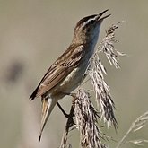 Oiseaux Passeriformes - Acroc&#233;phalid&#233;s