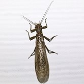 Acroneuria sp.