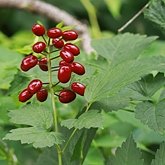 Actaea rubra
