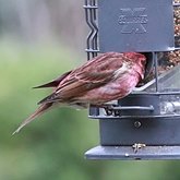 Addendum. At the feeder