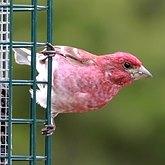 Addendum. At the feeder