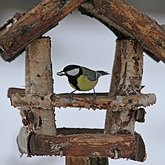 Addendum. At the feeder