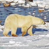 Addendum. IUCN Red List: Threatened species