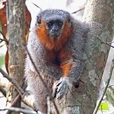 Addendum. Lista Vermelha da IUCN: Espécies ameaçadas