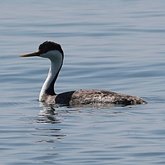Aechmophorus occidentalis