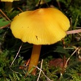 Fonges, Lichens - Agaricales