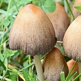 Fonges, Lichens - Agaricales