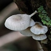 Fonges, Lichens - Agaricales