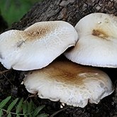 Fonges, Lichens - Agaricales