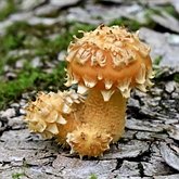 Fonges, Lichens - Agaricales
