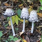 Fonges, Lichens - Agaricales