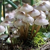 Fonges, Lichens - Agaricales