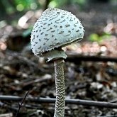 Fonges, Lichens - Agaricales
