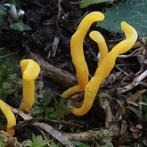 Fonges, Lichens - Agaricales