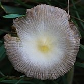 Fonges, Lichens - Agaricales