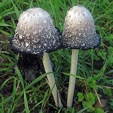 Fonges, Lichens - Agaricales