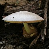 Fonges, Lichens - Agaricales