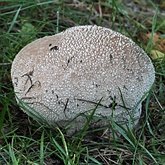 Fonges, Lichens - Agaricales