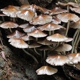 Fonges, Lichens - Agaricales