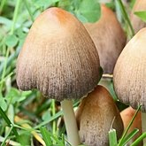 Fungos, L&#237;quens - Agaricales (Euag&#225;ricos)